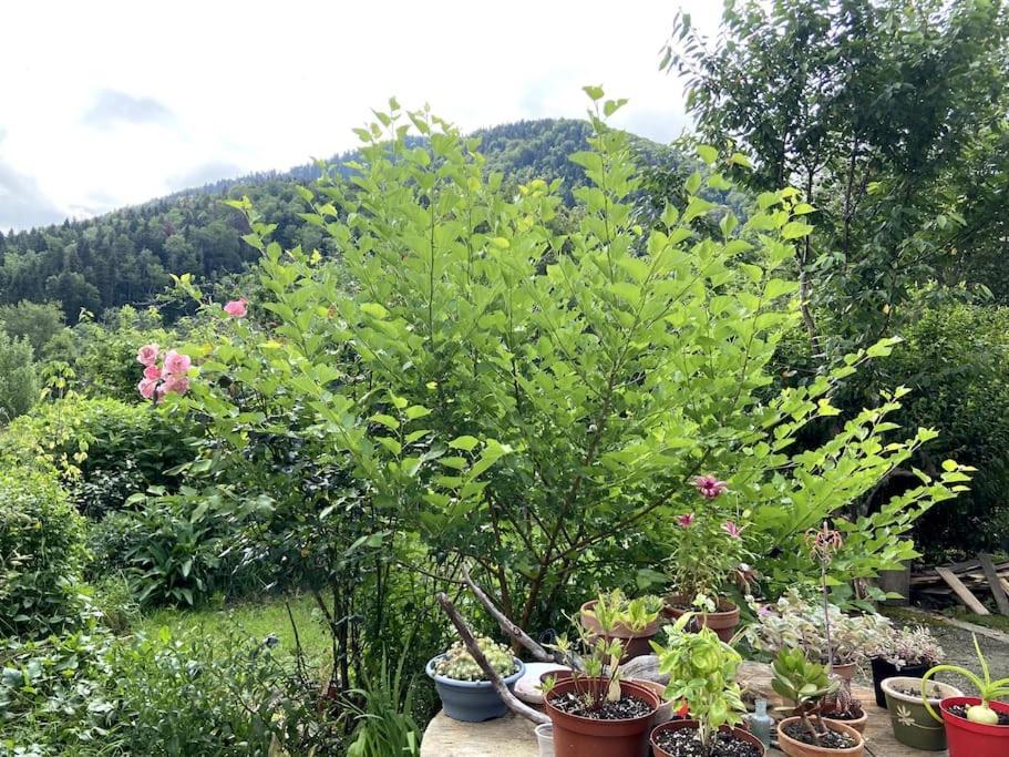 Chambre Double Cosy - Gite De La Louve Fougax-et-Barrineuf Dış mekan fotoğraf